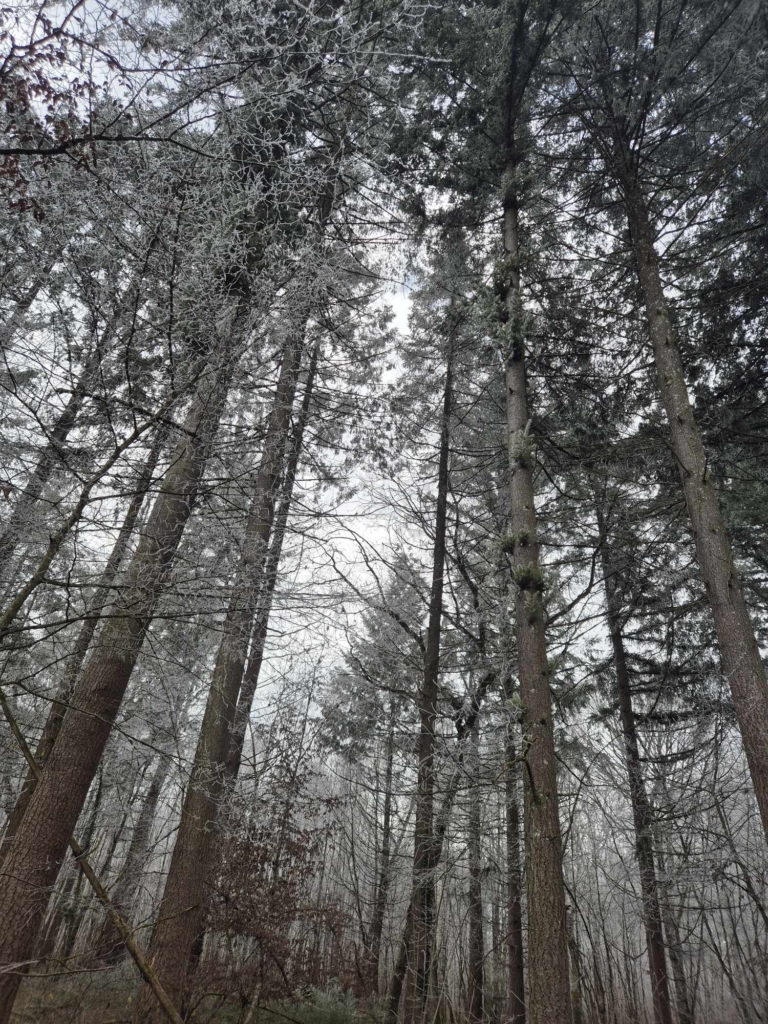 Gestion forestière en peuplement de Douglas sur la bourgogne avec Matthieu Bouclet forêts transactions