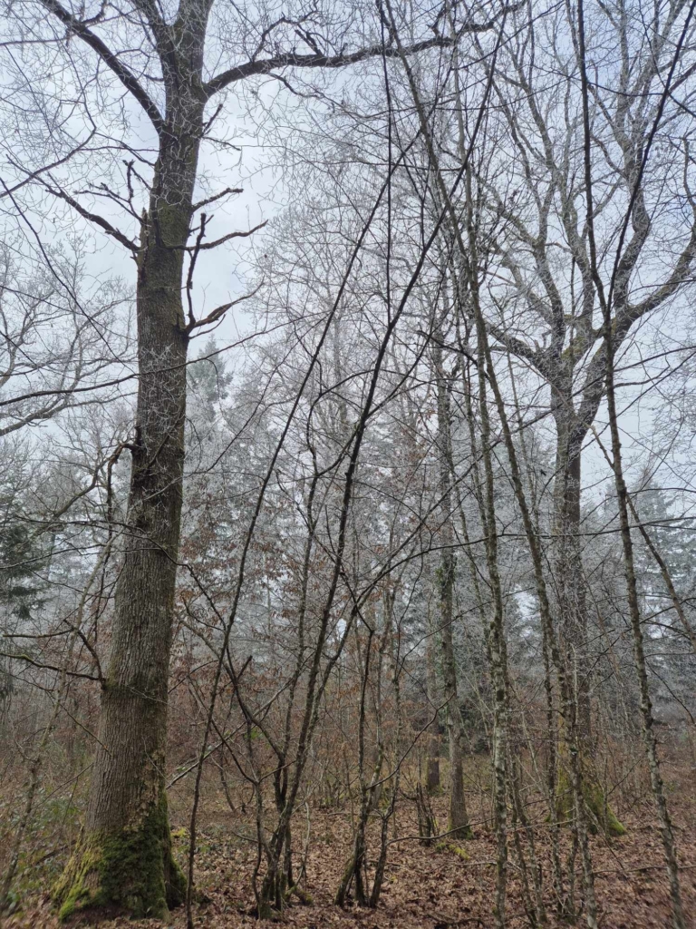 Silviculture du chêne en peuplement irrégulier en Côte-d'or dans une forêt vendue par MB Forêts Transactions