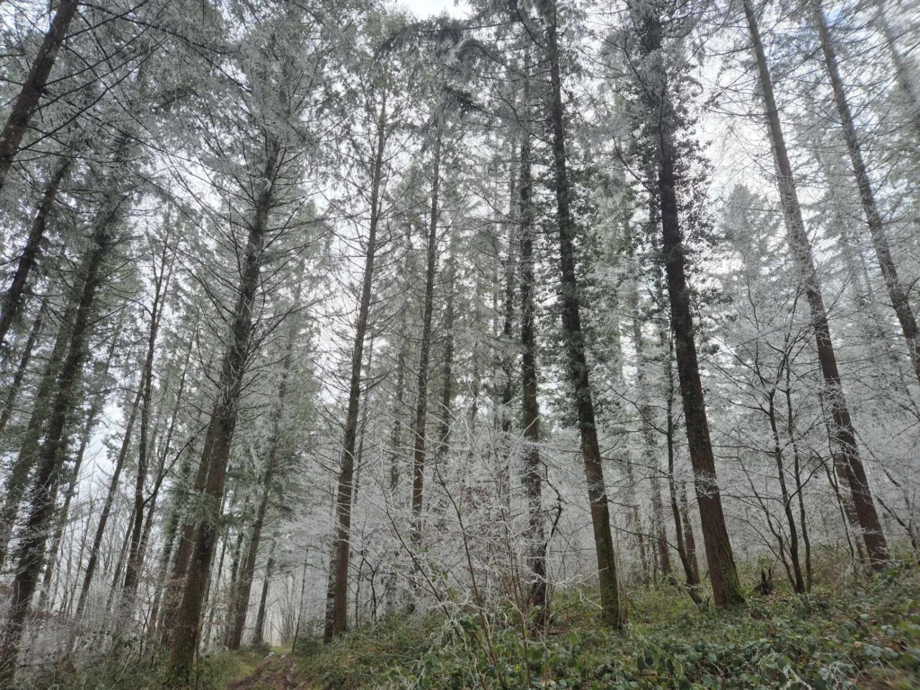 Arbres givrés dans une forêt en vente négocié par MB forêt Transactions, créant une atmosphère paisible et hivernale, recouverts de neige scintillante.