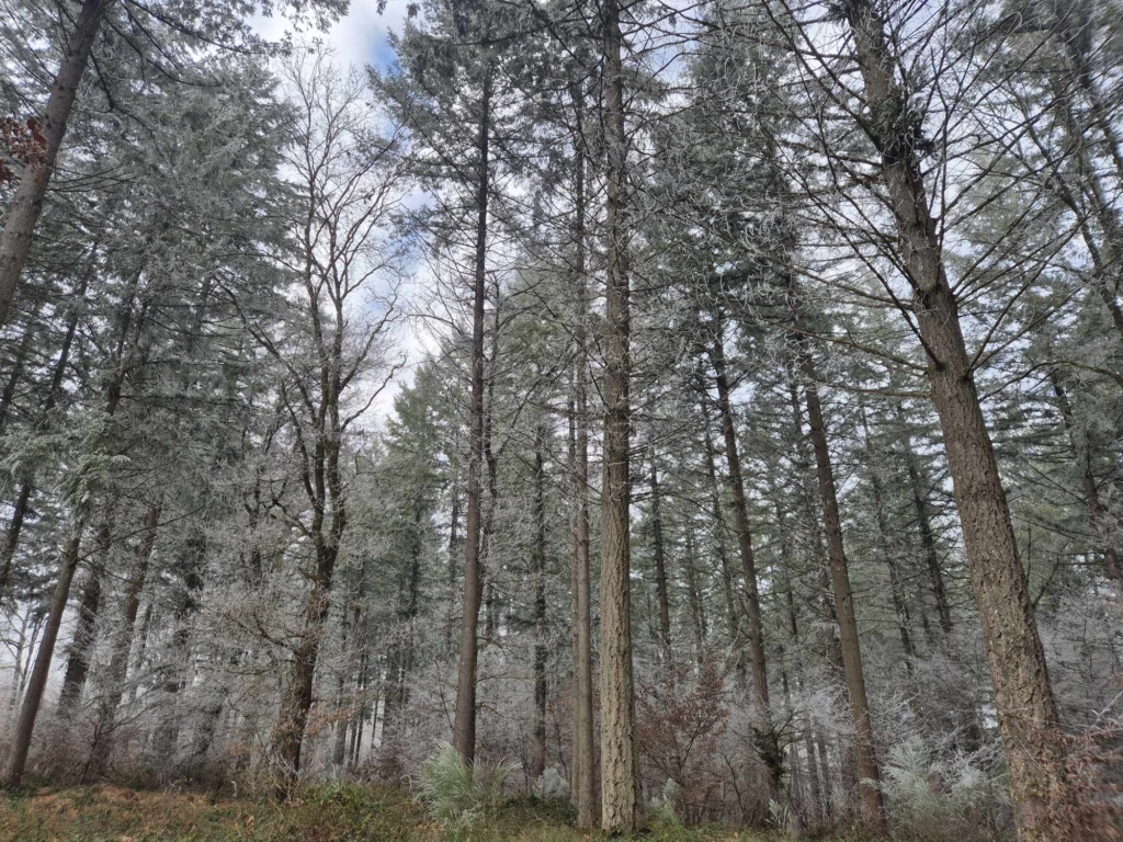Arbres gelés dans une forêt à vendre en Côte-d'Or, présentant un décor hivernal magique, avec des branches ornées de cristaux de glace.