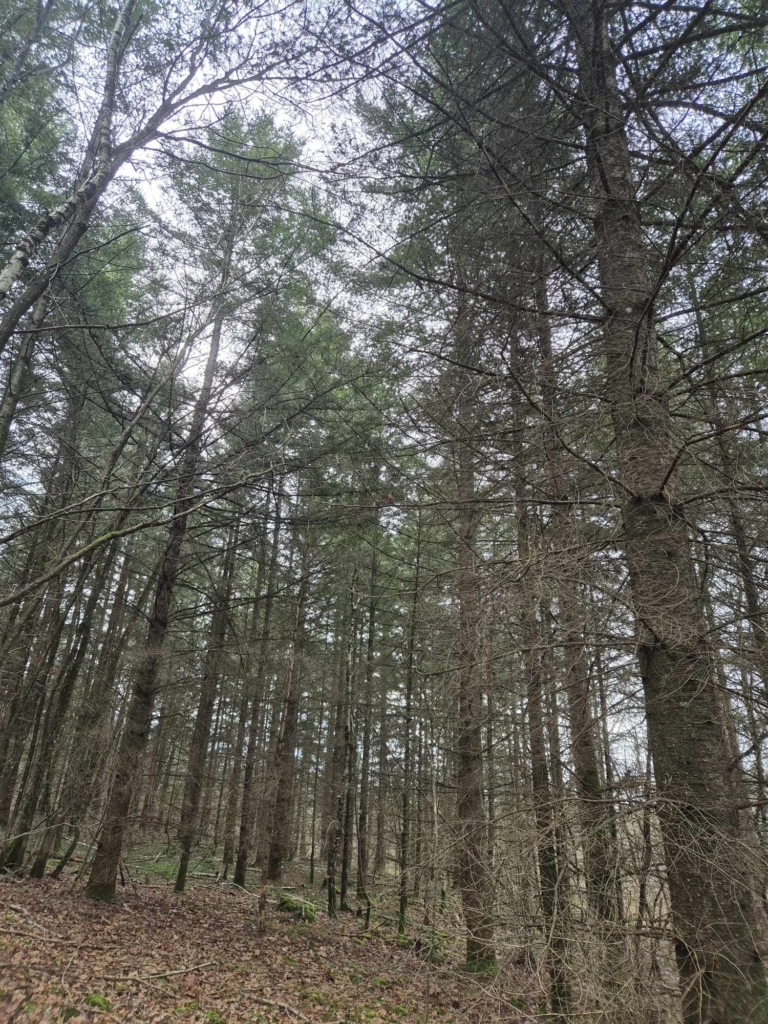 Expertise d'un peuplement de Douglas sur le département de l'Allier par mb forêts transactions