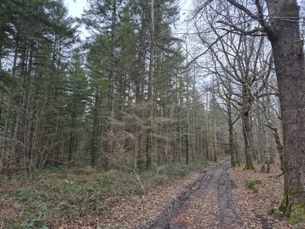 Le scolyte attaque une forêt dans l'Allier vendue mb forêt transactions