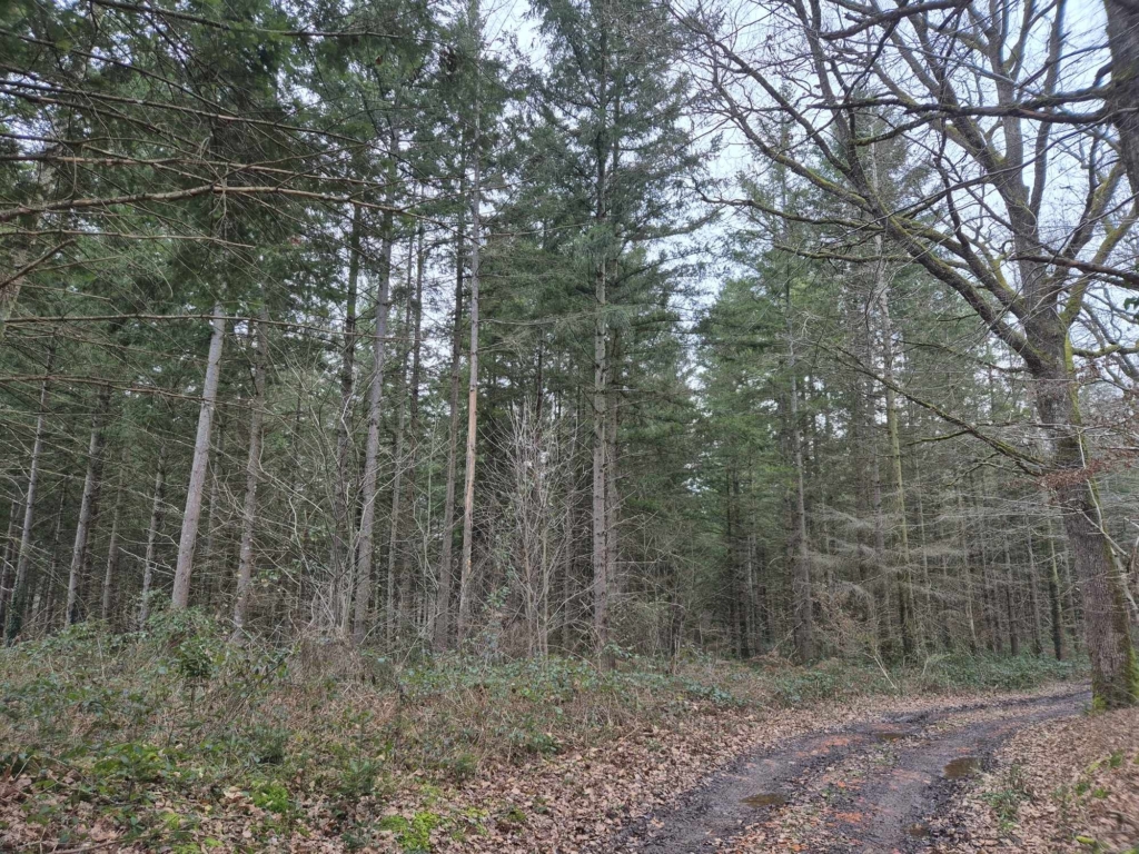 Accessibilité en forêt lors d'un projet de vente de douglas avec l'expert mb forêts transactions