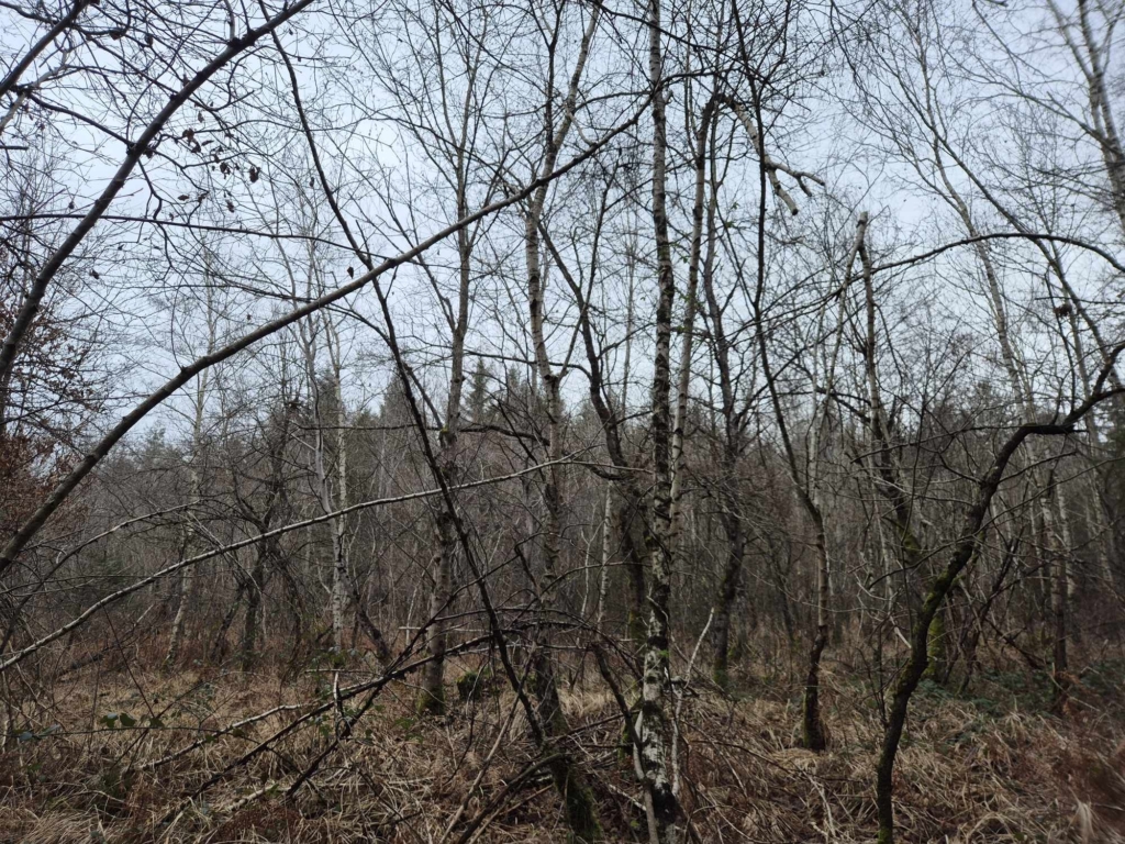 forêt de chasse en auvergne-rhône-alpes négocié par Mb Forêts transactions