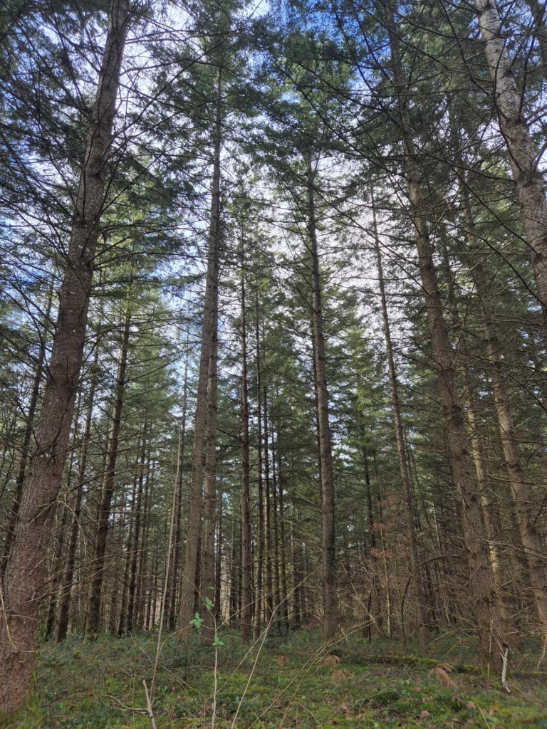 Produits dérivés du douglas selon la sylviculture choisie par MB Forêts Transactions