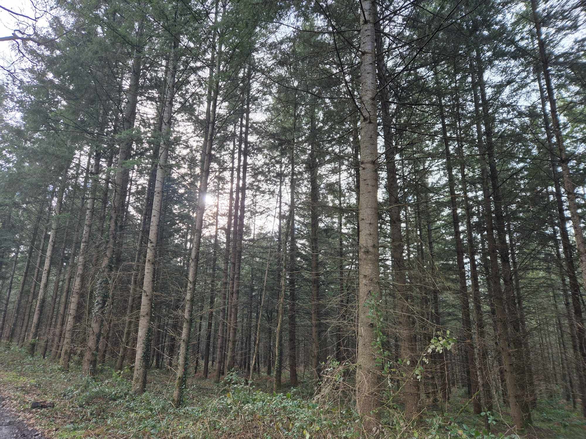 futaie de douglas en vente sur le département de l'Allier en région Auvergne-Rhône-Alpes estimée par MB Forêts Transactions