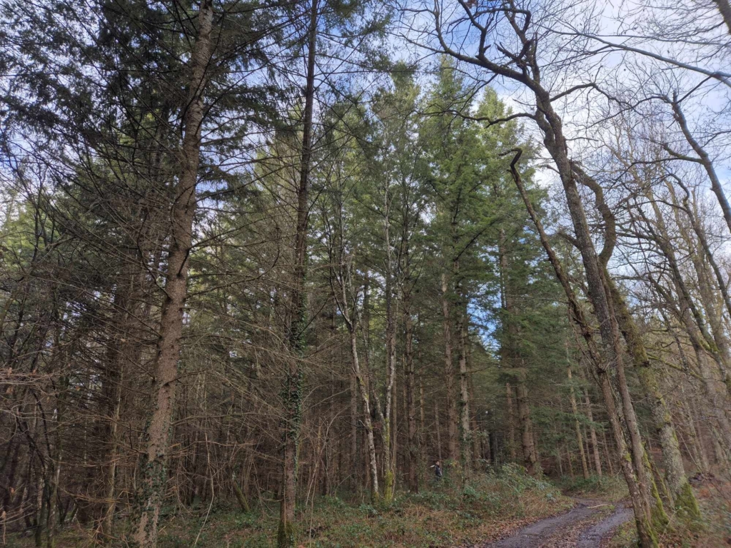 Peuplement de Douglas facile d'accès pour une exploitation de bois organisé par MB Forêts Transations en Auvergnes