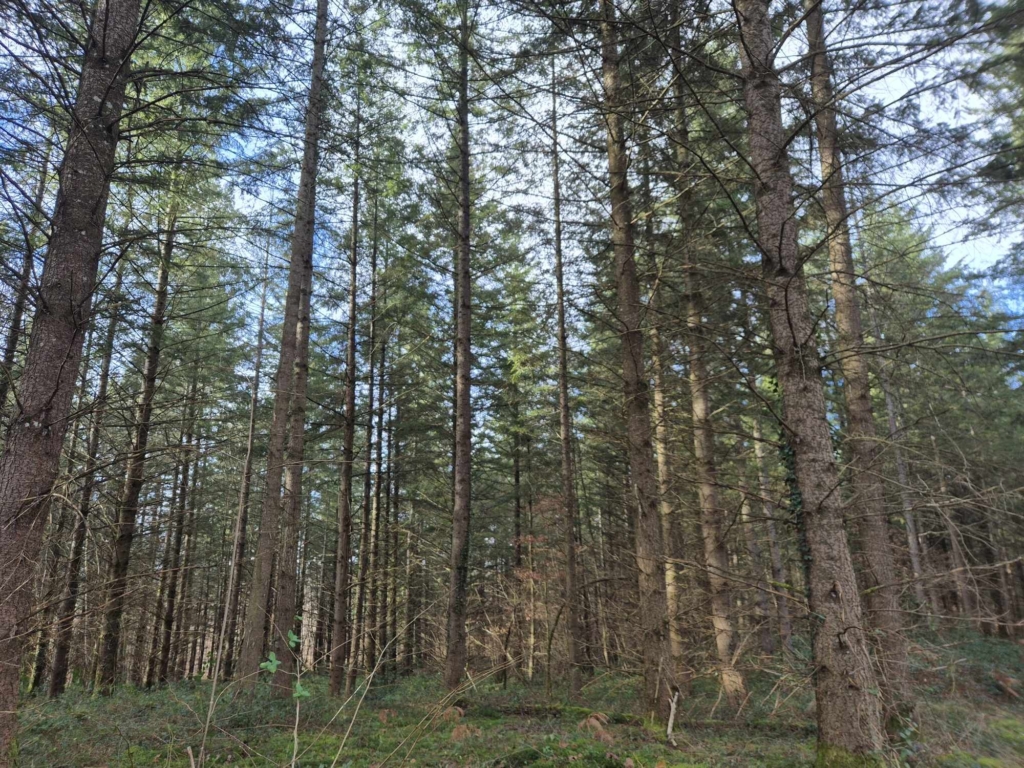 Dans l'Allier MB Forêt vend une parcelle de douglas