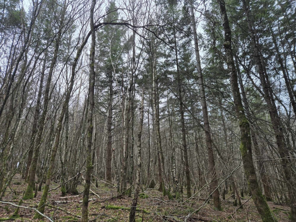 Taillis de bouleau accompagné d'une futaie de douglas dans une forêt vendue par matthieu bouclet en Auvergne-Rhône-Alpes
