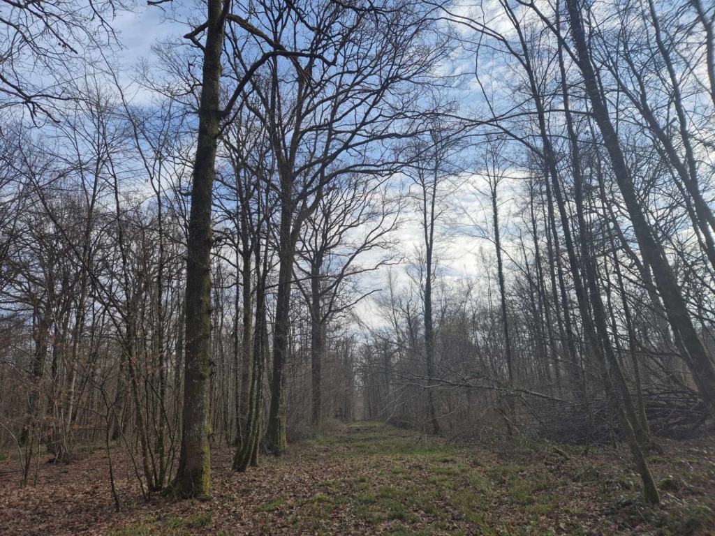 Une collection d'arbres se trouve au cœur d'une forêt, offrant un refuge tranquille et une beauté naturelle. forêt à vendre