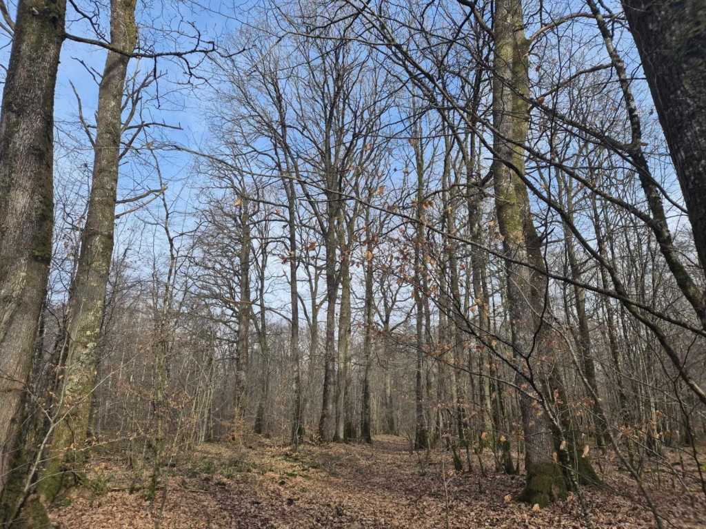 Des arbres se regroupent dans les bois, formant un paysage serein et harmonieux au sein de la nature. forêt à vendre