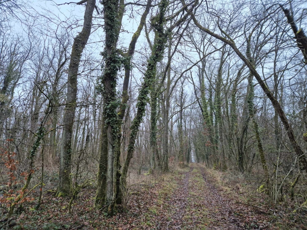 Un sentier de terre serpentant à travers une forêt à vendre d'arbres sans feuilles, créant une ambiance paisible et isolée.