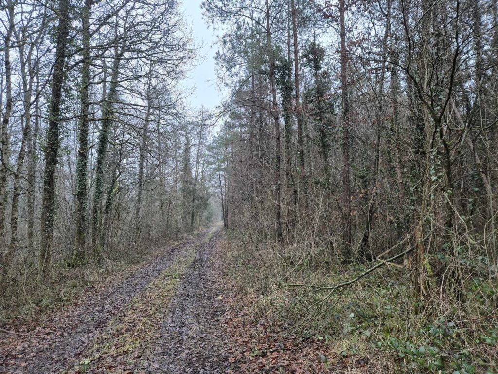 Un chemin de terre dans les bois à vendre, entouré d'arbres dénudés, évoquant une atmosphère hivernale et tranquille.