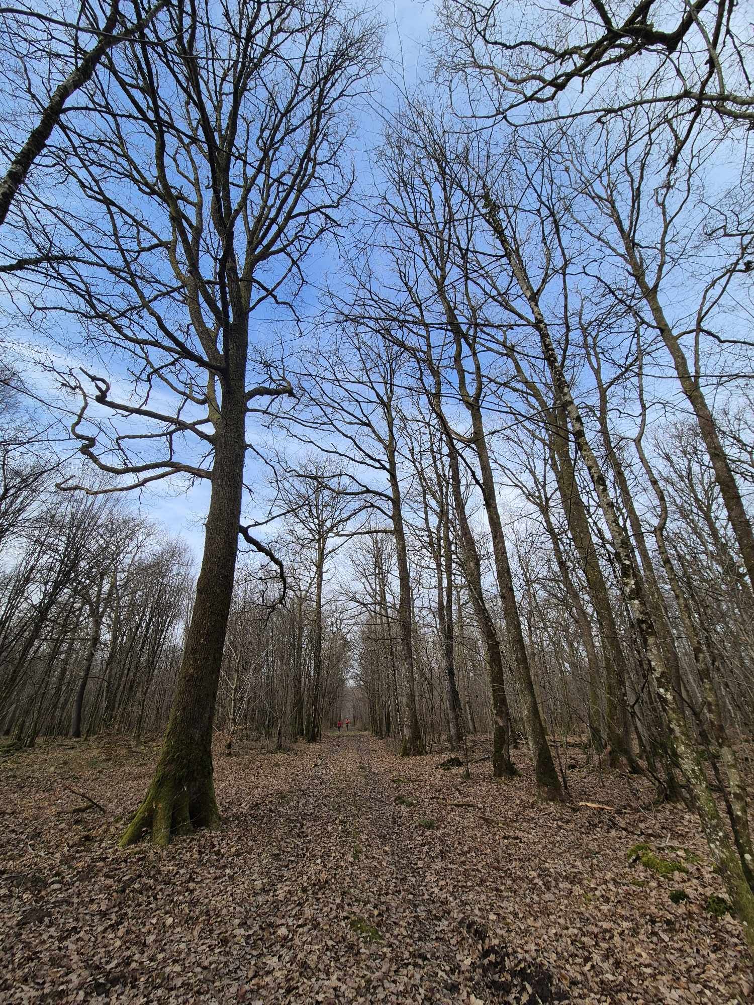 Une forêt à vendre avec des arbres dénudés, sans feuilles, créant une atmosphère de calme et de mélancolie.