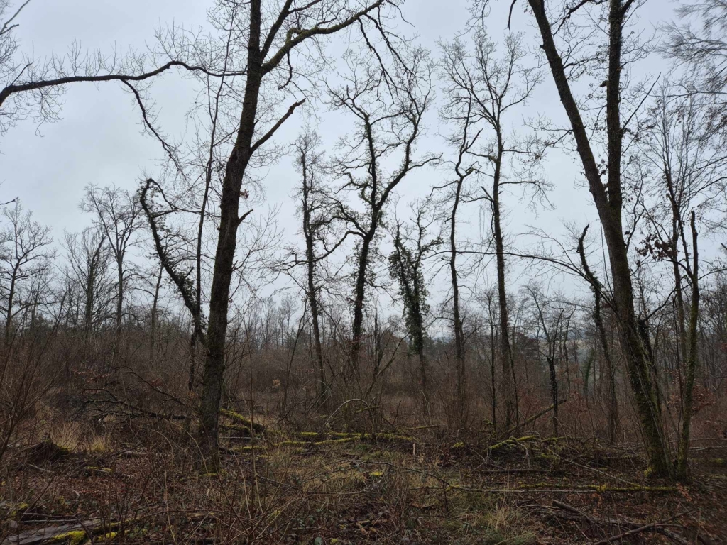 Réchauffement climatique en forêt observé par Mb Forêt Transactions